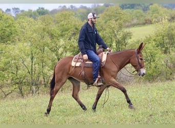 Mule, Mare, 11 years, 14.3 hh, Bay