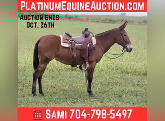 Mule, Mare, 11 years, 14.3 hh, Bay