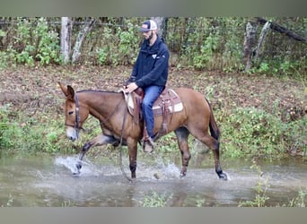Mule, Mare, 11 years, 14.3 hh, Bay