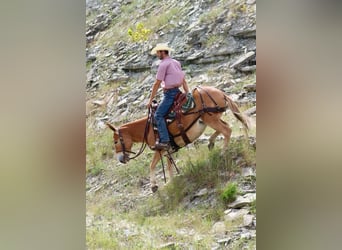 Mule, Mare, 11 years, 14 hh, Sorrel