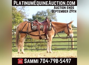 Mule, Mare, 11 years, 14 hh, Sorrel