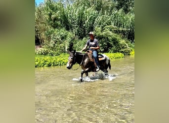 Mule, Mare, 11 years, 14,1 hh, Bay