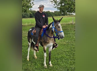 Mule, Mare, 11 years, 14,1 hh, Pinto