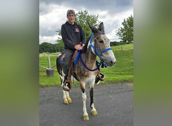 Mule, Mare, 11 years, 14,1 hh, Pinto