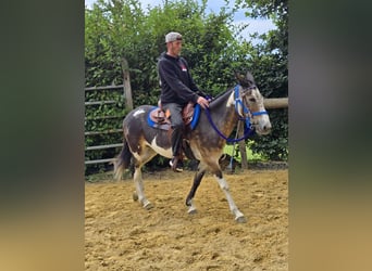 Mule, Mare, 11 years, 14,1 hh, Pinto