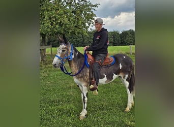 Mule, Mare, 11 years, 14,1 hh, Pinto