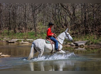 Mule, Mare, 11 years, 15,1 hh, Gray