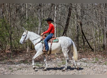 Mule, Mare, 11 years, 15,1 hh, Gray