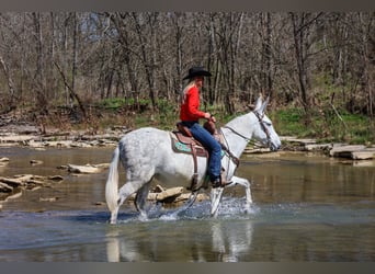 Mule, Mare, 11 years, 15,1 hh, Gray