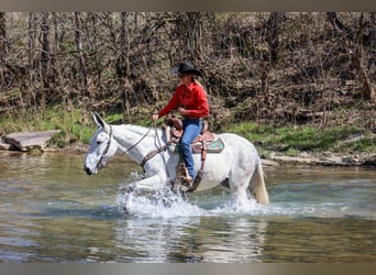 Mule, Mare, 11 years, 15,1 hh, Gray