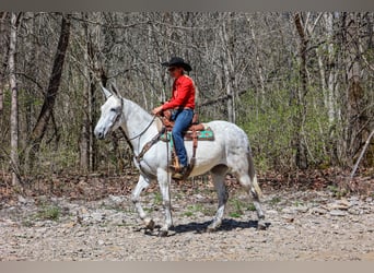 Mule, Mare, 11 years, 15,1 hh, Gray