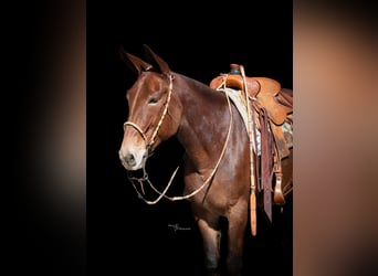 Mule, Mare, 11 years, 15.1 hh, Roan-Bay