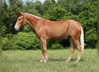 Mule, Mare, 11 years, 15.2 hh, Chestnut