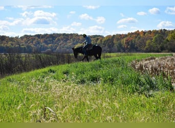 Mule, Mare, 11 years, 15 hh, Bay