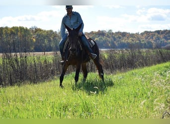 Mule, Mare, 11 years, 15 hh, Bay