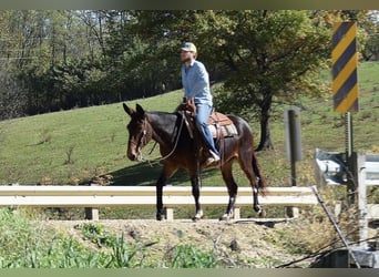 Mule, Mare, 11 years, 15 hh, Bay