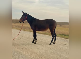 Mule, Mare, 11 years, 15 hh, Bay