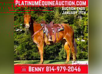 Mule, Mare, 11 years, 15 hh, Chestnut