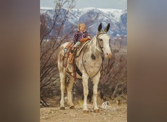 Mule, Mare, 11 years, 15 hh, Roan-Bay