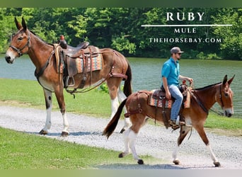 Mule, Mare, 11 years, 15,1 hh, Dun