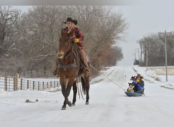 Mule, Mare, 11 years, 15,1 hh, Roan-Bay