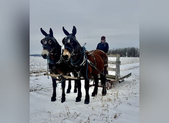 Mule, Mare, 11 years, 16 hh, Bay