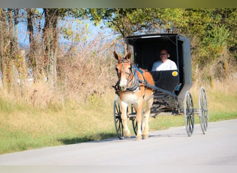 Mule, Mare, 11 years, Sorrel