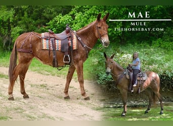 Mule, Mare, 11 years, Sorrel