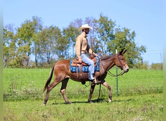 Mule, Mare, 12 years, 13.3 hh, Bay