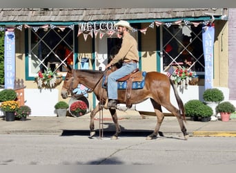 Mule, Mare, 12 years, 13.3 hh, Bay