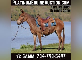 Mule, Mare, 12 years, 13.3 hh, Bay