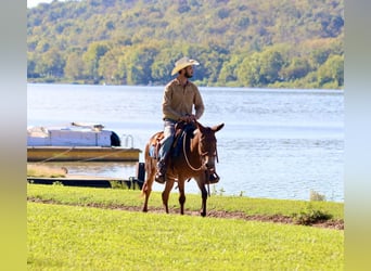 Mule, Mare, 12 years, 13.3 hh, Bay
