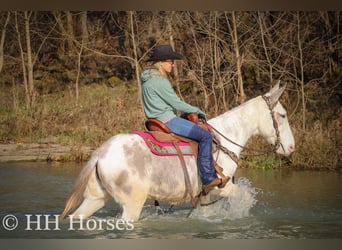 Mule, Mare, 12 years, 14.2 hh, Roan-Blue