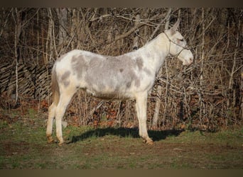 Mule, Mare, 12 years, 14.2 hh, Roan-Blue