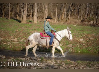 Mule, Mare, 12 years, 14.2 hh, Roan-Blue