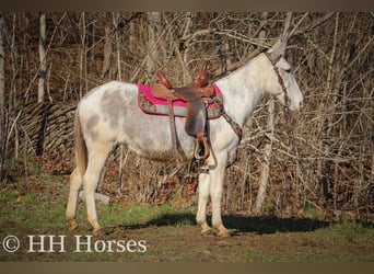 Mule, Mare, 12 years, 14.2 hh, Roan-Blue