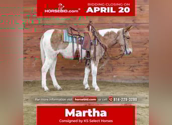 Mule, Mare, 12 years, 14.3 hh, Pinto