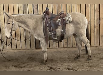 Mule, Mare, 12 years, 14 hh, Champagne