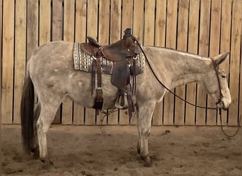 Mule, Mare, 12 years, 14 hh, Champagne