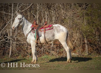 Mule, Mare, 12 years, 14,2 hh, Roan-Blue