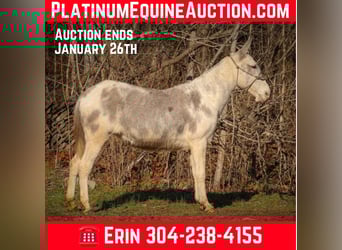 Mule, Mare, 12 years, 14,2 hh, Roan-Blue