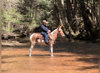 Mule, Mare, 12 years, 14,3 hh, Pinto