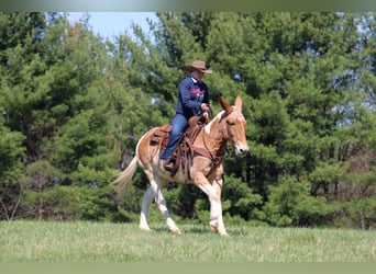 Mule, Mare, 12 years, 14,3 hh, Pinto