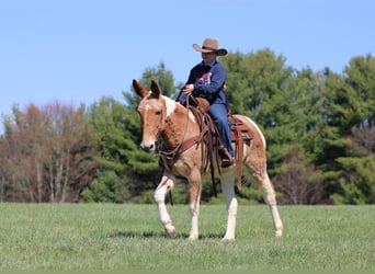 Mule, Mare, 12 years, 14,3 hh, Pinto