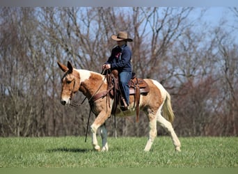 Mule, Mare, 12 years, 14,3 hh, Pinto