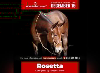 Mule, Mare, 12 years, 15.1 hh, Roan-Bay