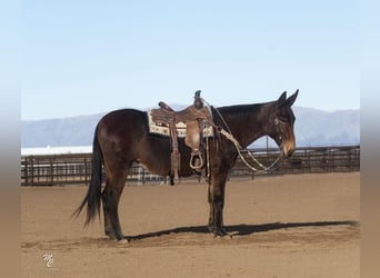 Mule, Mare, 12 years, 15 hh, Brown
