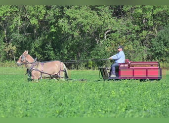 Mule, Mare, 12 years, 15 hh, Dun
