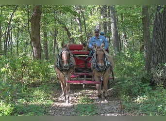 Mule, Mare, 12 years, 15 hh, Dun