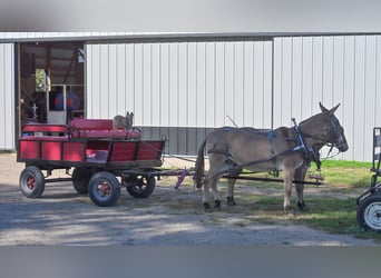 Mule, Mare, 12 years, 15 hh, Dun